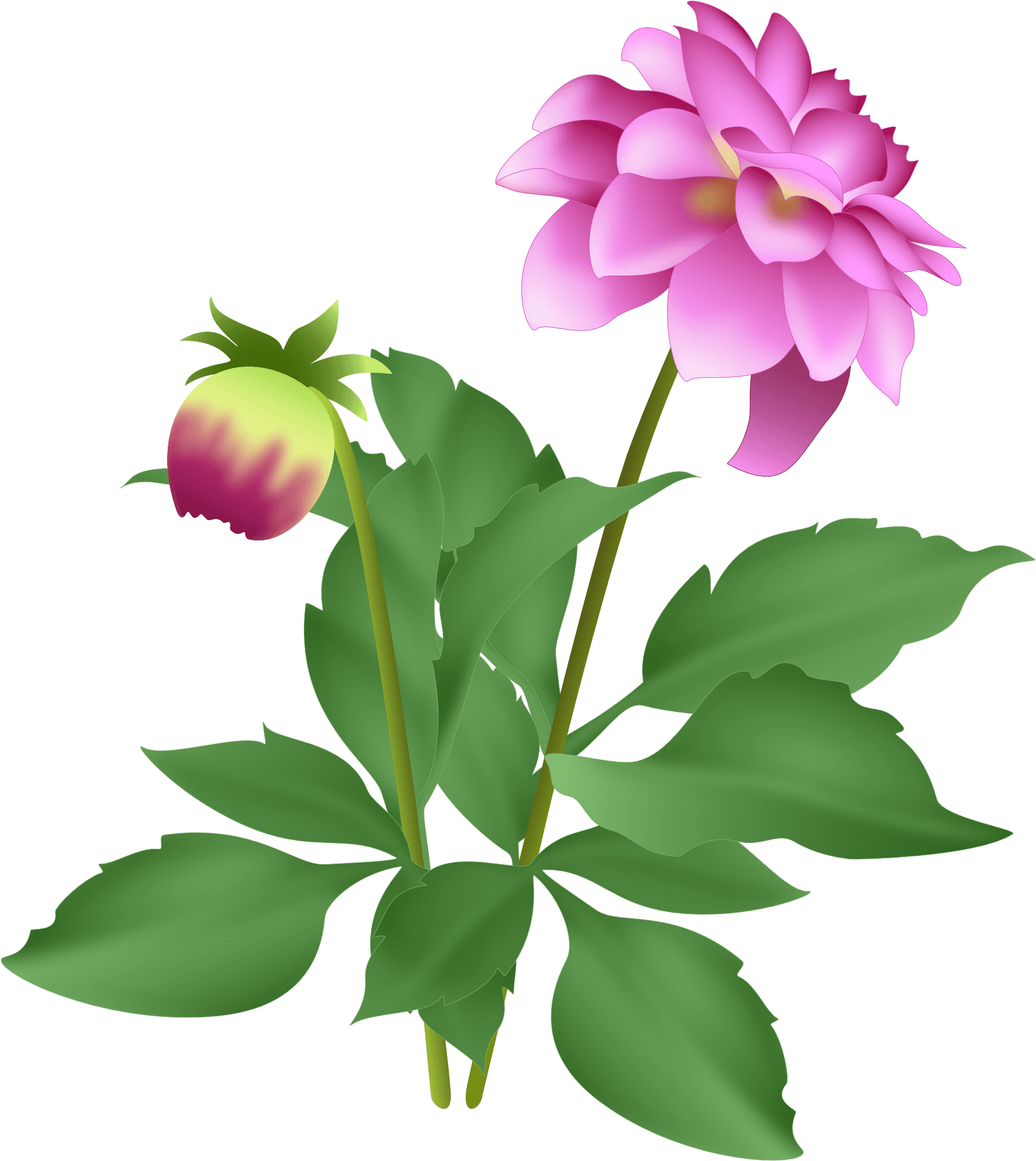 As Long As I Keep Dead Heading, It Continues To Flower - Dahlia - Free Transparent PNG Clipart Images Download. - Transparent PNG Free Download | PNGio