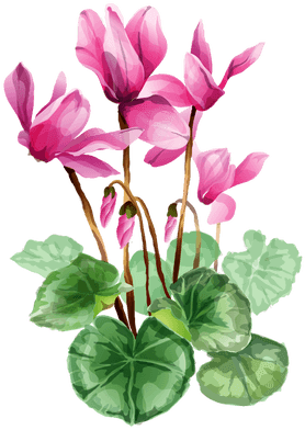 Grab This Free Summer Flower Clip Art - シクラメン イラスト 無料 - Free Transparent PNG Clipart Images Download. - Transparent PNG Free Download | PNGio