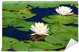 Beautiful Summer Pond Lilies In Bloom On A Summer Day - Water Lily - Free Transparent PNG Clipart Images Download. - Transparent PNG Free Download | PNGio