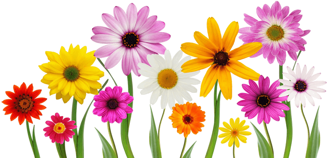 Colorful, Summer, Spring Flowers Png - Love You My Daughter - Free Transparent PNG Clipart Images Download. - Transparent PNG Free Download | PNGio