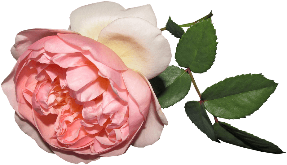 Flower, Rose, Summer, Cut Out - Rose - Free Transparent PNG Clipart Images Download. - Transparent PNG Free Download | PNGio