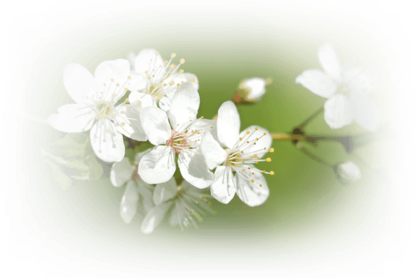 At Beltane We Celebrate The Fertile Height Of Spring - Cherry Blossom - Free Transparent PNG Clipart Images Download. - Transparent PNG Free Download | PNGio