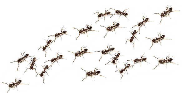 Maybe Summer Rain Turns Into A Clear Blue Sky - Western Conifer Seed Bug - Free Transparent PNG Clipart Images Download. - Transparent PNG Free Download | PNGio