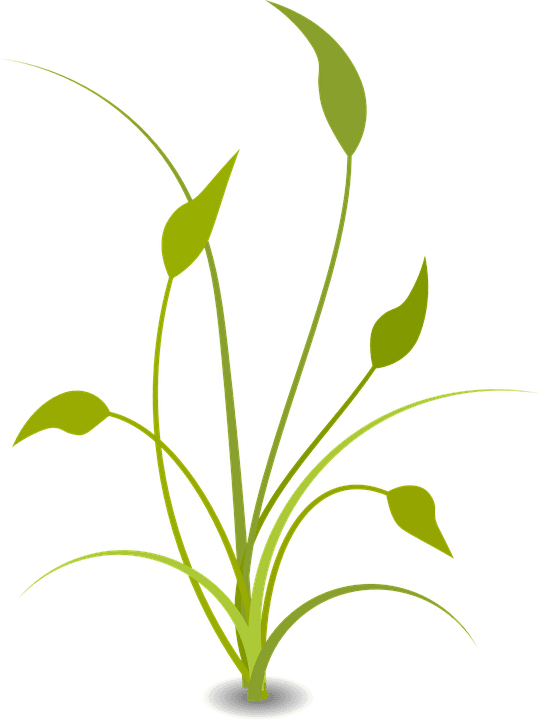 Flat Nature Plants Green Ecology Flat Plants And Tree - Floral Decoration - Free Transparent PNG Clipart Images Download. - Transparent PNG Free Download | PNGio