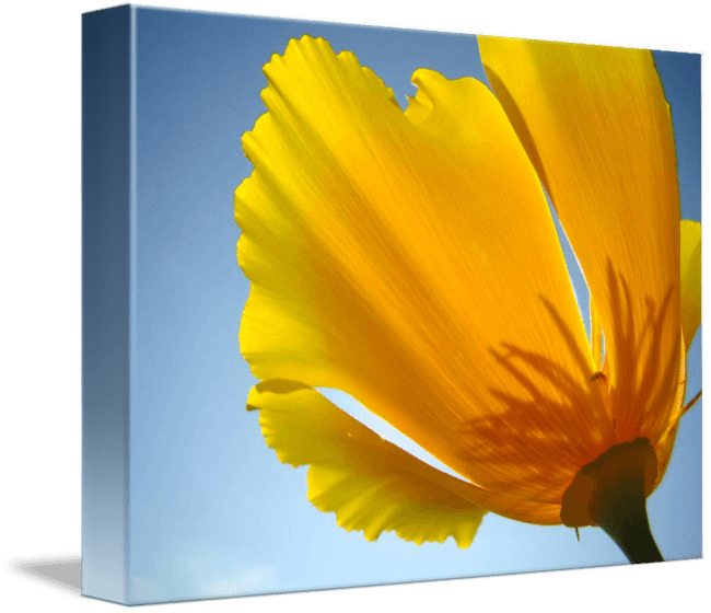 Poppy Flowers 13 Summer Garden Art Prints Cards By - Gallery-wrapped Canvas Art Print 15 X 11 Entitled Poppy - Free Transparent PNG Clipart Images Download. - Transparent PNG Free Download | PNGio