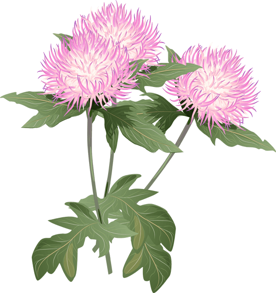A Bouquet Of Summer Flowers Clip Art - Thistle Flower Clipart - Free Transparent PNG Clipart Images Download. - Transparent PNG Free Download | PNGio