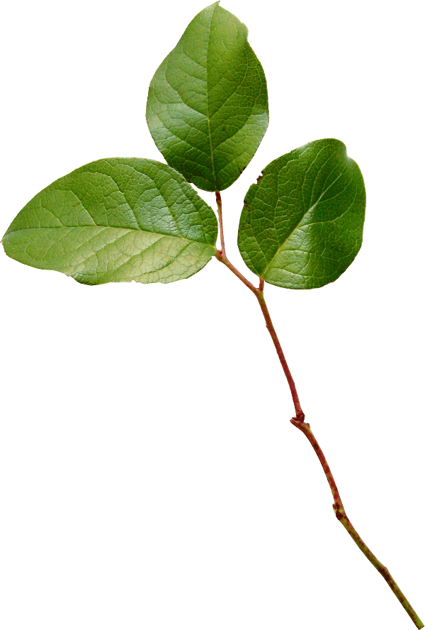 Find This Pin And More On Summer By Lunkina27 - Portable Network Graphics - Free Transparent PNG Clipart Images Download. - Transparent PNG Free Download | PNGio