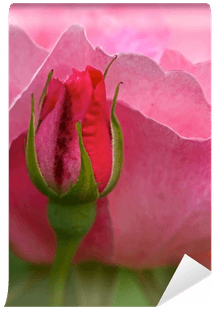 Pink Rose Flower With Bud In Summer - Hybrid Tea Rose - Free Transparent PNG Clipart Images Download. - Transparent PNG Free Download | PNGio
