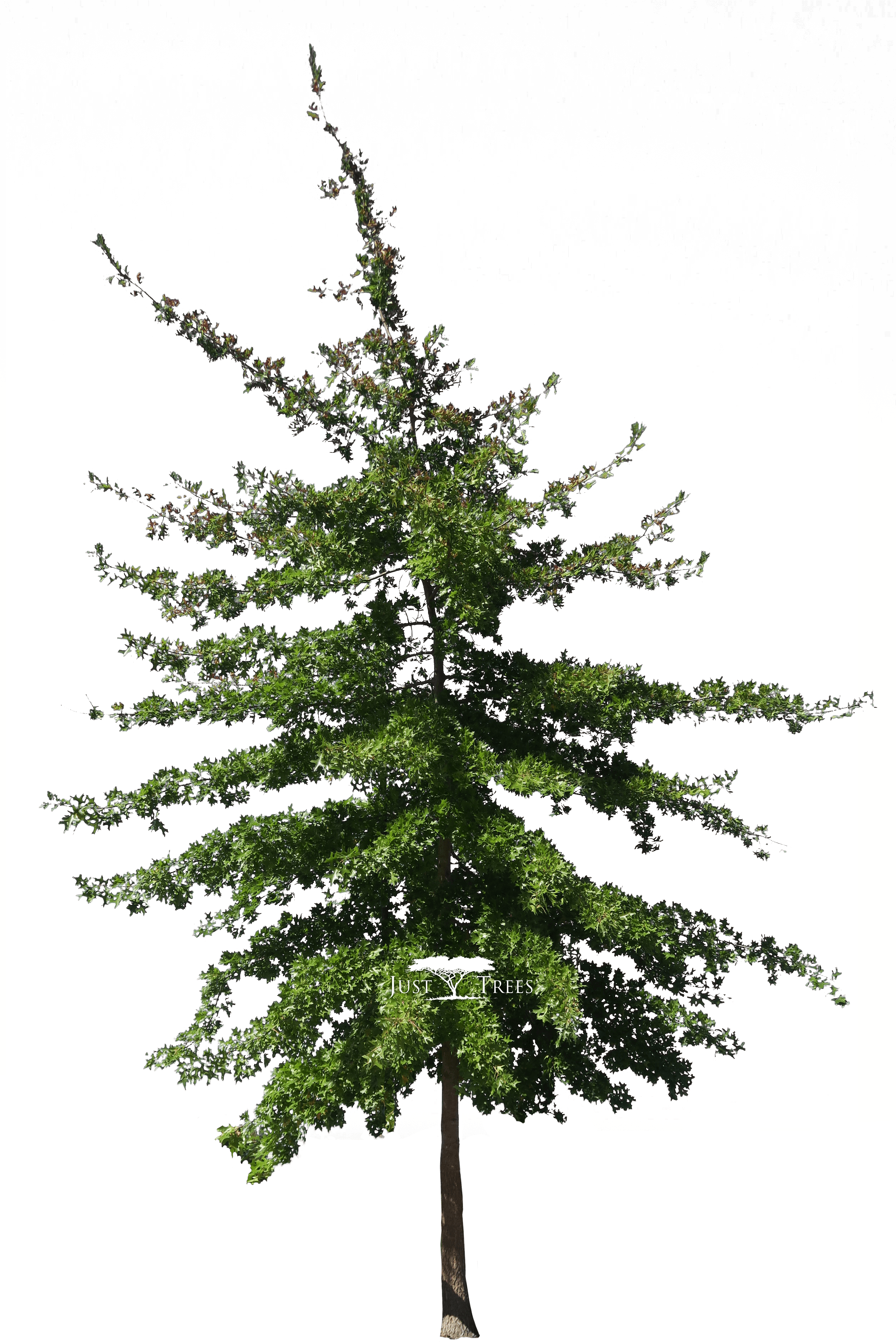 Quercus Palustris - Colorado Spruce - Free Transparent PNG Clipart Images Download. - Transparent PNG Free Download | PNGio