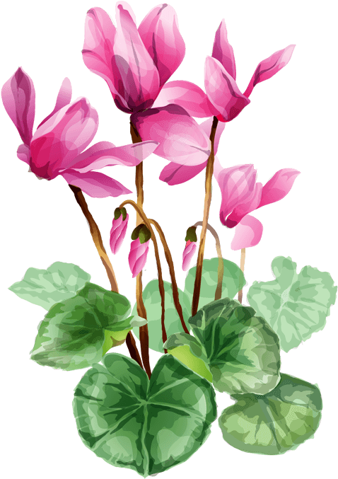 Grab This Free Summer Flower Clip Art - Cyclamen Clipart - Free Transparent PNG Clipart Images Download. - Transparent PNG Free Download | PNGio
