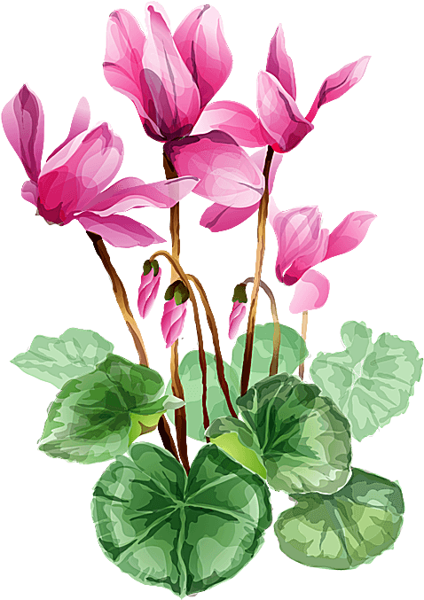 Flower Bouquet A Bouquet Of Summer Flowers Clip Art - Cyclamen Clipart - Free Transparent PNG Clipart Images Download. - Transparent PNG Free Download | PNGio