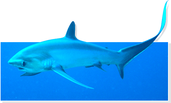 Fun Sun Summer Raffle Fun Sun Summer Raffle - Fun Sun Summer Raffle Fun Sun Summer Raffle - Free Transparent PNG Clipart Images Download. - Transparent PNG Free Download | PNGio