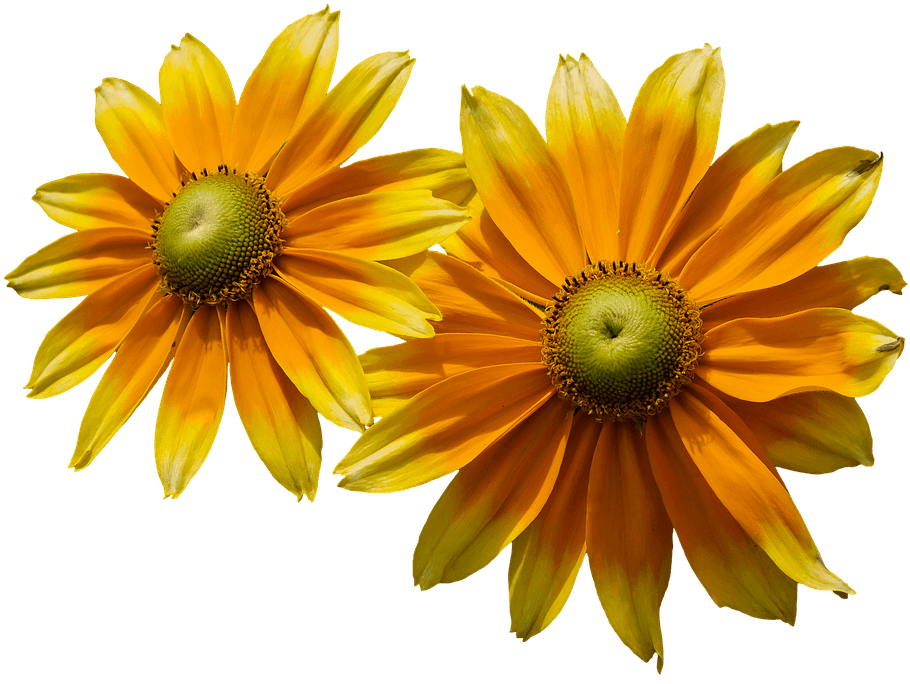 Flower, Sun Hat, Yellow, Png, Isolated, Close, Summer - Flores De Verão Png - Free Transparent PNG Clipart Images Download. - Transparent PNG Free Download | PNGio