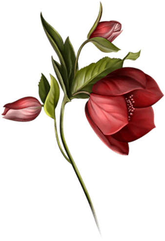 Indian Summer - The Holy King James Bible - Free Transparent PNG Clipart Images Download. - Transparent PNG Free Download | PNGio