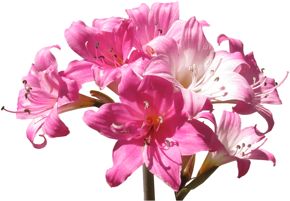 Belladonna, Lily, Flowers, Summer - Flower - Free Transparent PNG Clipart Images Download. - Transparent PNG Free Download | PNGio