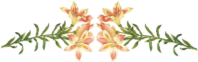 The Summer House - Giclee Painting: Langlois' Alstroemeria Pelegrina, - Free Transparent PNG Clipart Images Download. - Transparent PNG Free Download | PNGio