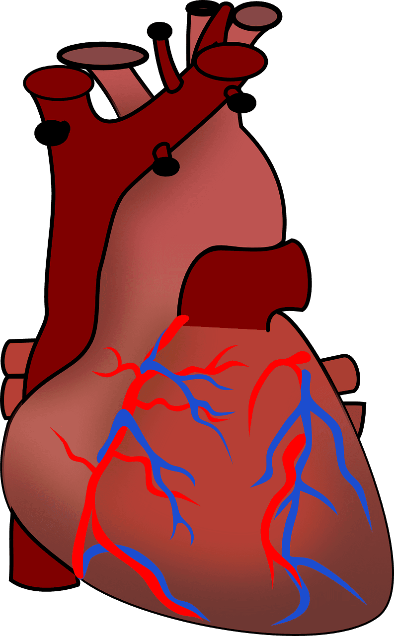 Summer Heart Sizzle - Human Heart Clipart - Free Transparent PNG Clipart Images Download. - Transparent PNG Free Download | PNGio