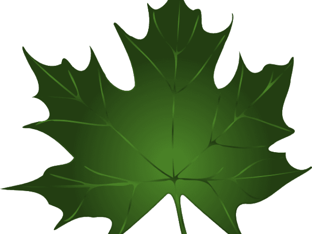 Maple Leaf Clipart Summer - Maple Leaf Clipart Summer - Free Transparent PNG Clipart Images Download. - Transparent PNG Free Download | PNGio