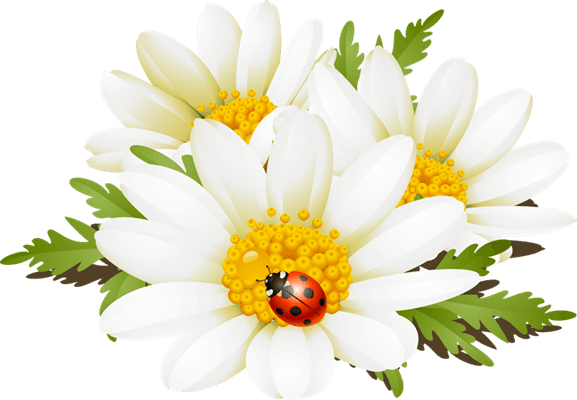 Summer Flowers Clip Art - Summer Flower Clip Art Transparent PNG - 577x400 - Free Download on - Transparent PNG Free Download | PNGio