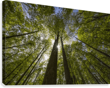 An Ontario Maple Forest In Summer With The Sun Shining - Ontario Maple Forest In Summer Transparent PNG - 429x344 - Free Download on - Transparent PNG Free Download | PNGio
