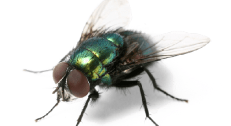 House Fly Png - Summer Annoying Creatures Meme Transparent PNG - 800x400 - Free Download on - Transparent PNG Free Download | PNGio