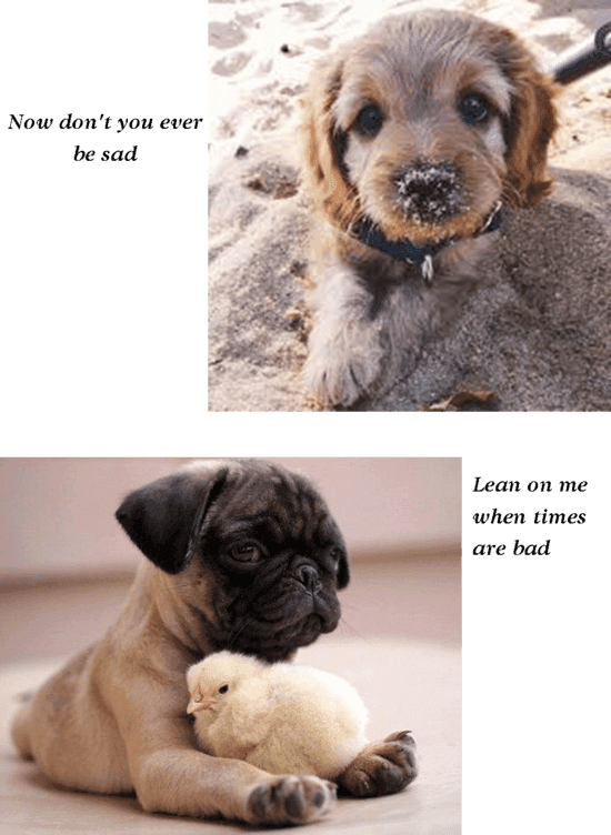 2 - Dog Summer Transparent PNG - 550x752 - Free Download on - Transparent PNG Free Download | PNGio