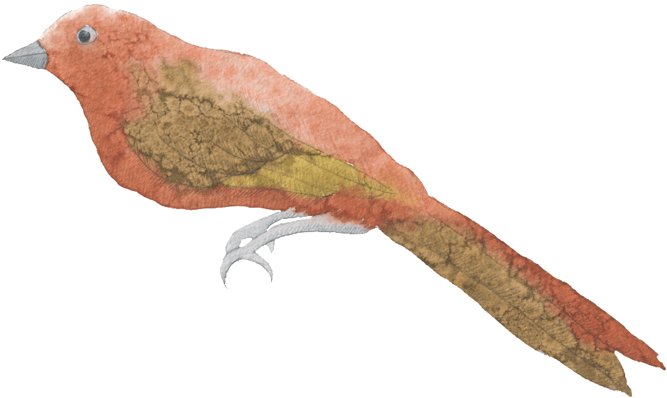 Bird Hand Painted Watercolor Transparent Decorative - Summer Tanager Transparent PNG - 1024x647 - Free Download on - Transparent PNG Free Download | PNGio