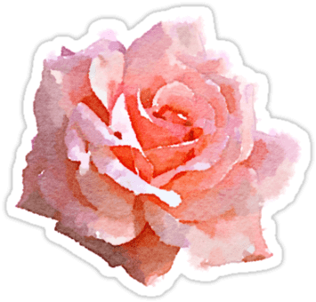 Tumblr Png Summer Graphic Black And White Stock - Pink Roses Watercolor Png Transparent PNG - 375x360 - Free Download on - Transparent PNG Free Download | PNGio