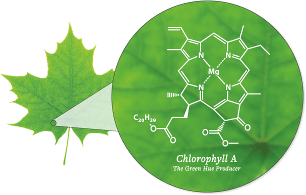 Colorful Leaf Foliage - Maple Leaf Transparent PNG - 612x390 - Free Download on - Transparent PNG Free Download | PNGio