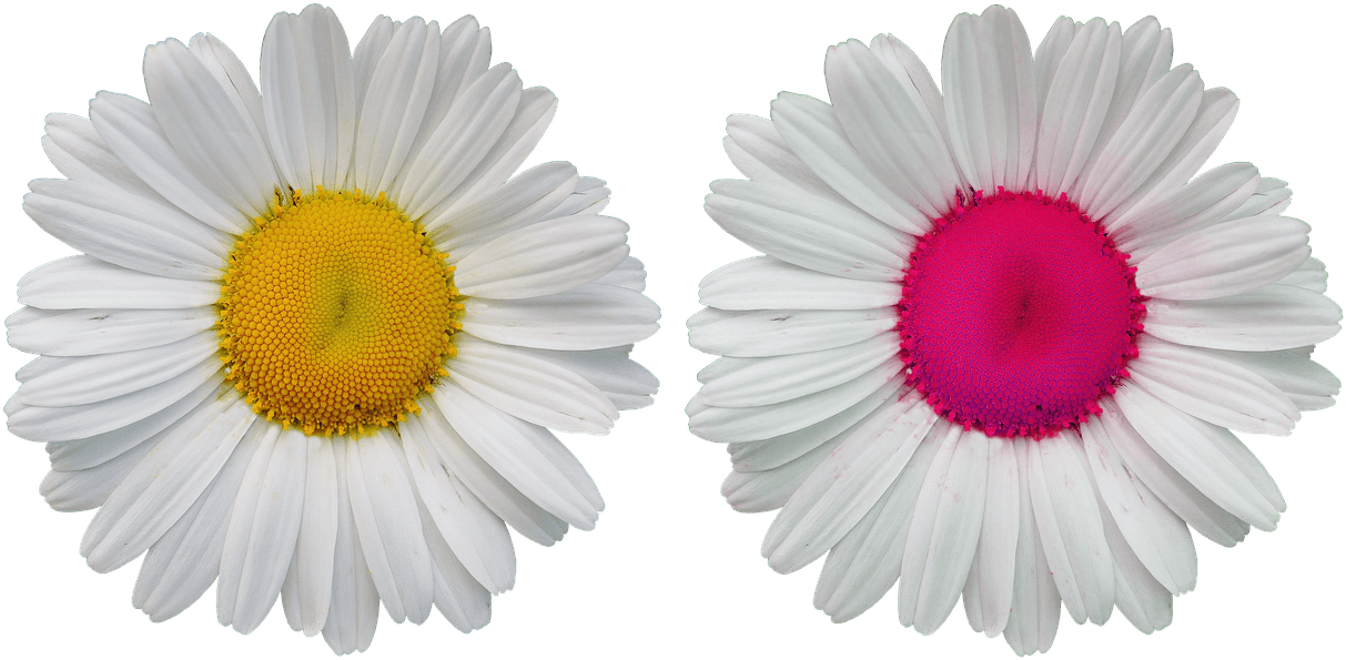 Tear-out Coloring Greeting Cards For Adults And M Transparent PNG - 1280x630 - Free Download on - Transparent PNG Free Download | PNGio