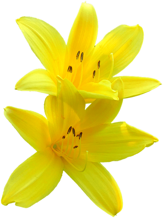 Lily Blossom, Yellow, Flower, Plant, Garden, Summer - Flor De Lirio Png Transparent PNG - 720x720 - Free Download on - Transparent PNG Free Download | PNGio