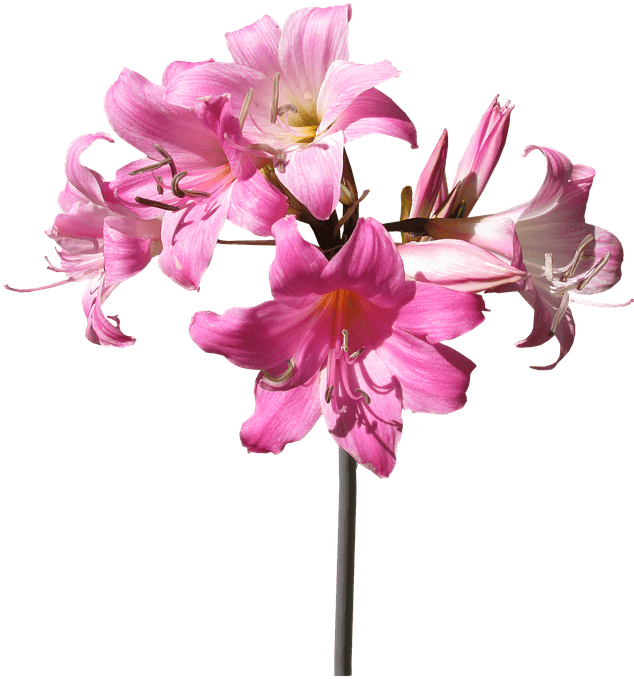 Belladonna, Lily, Flower, Stem, Summer - Stem And Flower Png Transparent PNG - 648x720 - Free Download on - Transparent PNG Free Download | PNGio