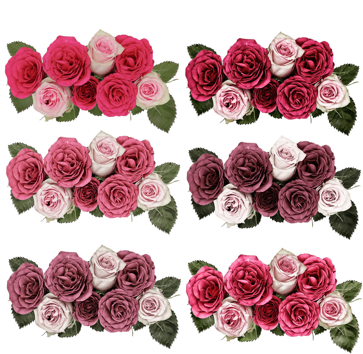 Roses,flowers,rose - Png Jardim De Flores Transparent PNG - 500x500 - Free Download on - Transparent PNG Free Download | PNGio