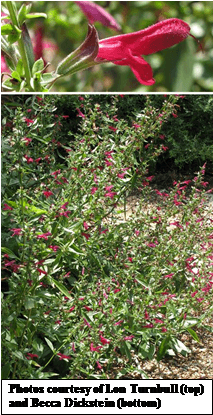 Red Sage, Salvia Pentstemonoides - Woods' Rose Transparent PNG - 287x554 - Free Download on - Transparent PNG Free Download | PNGio