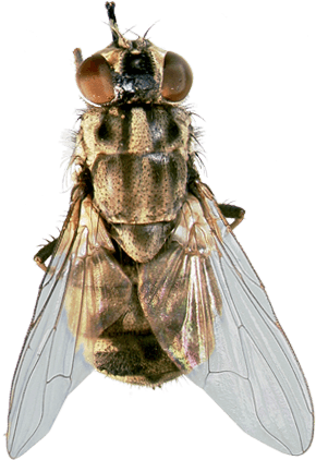 Tigger's Favorite Summer Products For Horses And Dogs - Horse Transparent PNG - 300x450 - Free Download on - Transparent PNG Free Download | PNGio