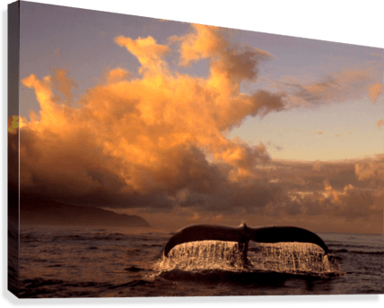 Humpback Whale Tail In Water Southeast Ak Digital Original - Posterazzi Humpback Whale Tail In Water Southeast Ak Transparent PNG - 428x344 - Free Download on - Transparent PNG Free Download | PNGio