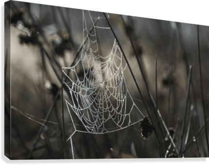 A Spider's Web Collects Dew On A Summer Morning - Posterazzi A Spiders Web Collects Dew On A Summer Morning Transparent PNG - 429x339 - Free Download on - Transparent PNG Free Download | PNGio
