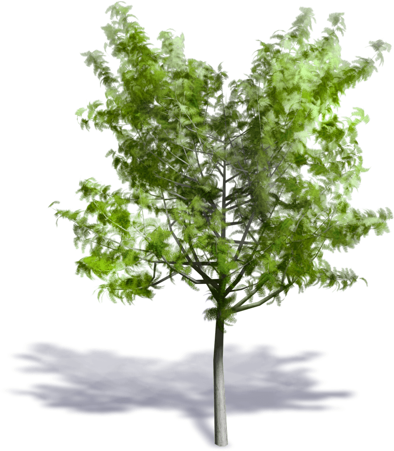 Generic Summer Tree - Swamp Maple Transparent PNG - 1000x1000 - Free Download on - Transparent PNG Free Download | PNGio
