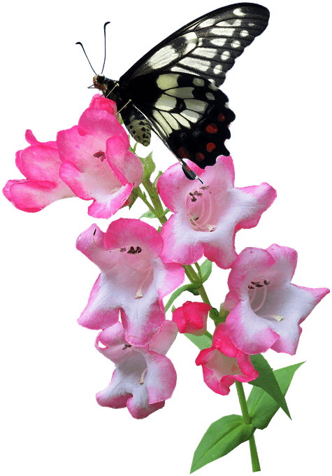 Butterfly, Flower, Summer, Plant, Insect - Mariposa Con Flor Png Transparent PNG - 480x720 - Free Download on - Transparent PNG Free Download | PNGio