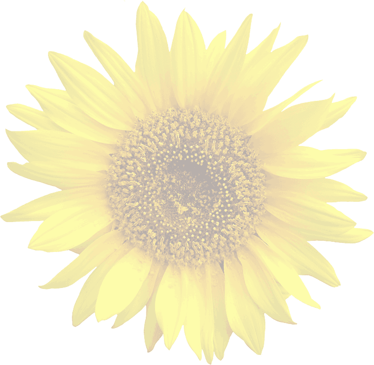 Framed Art For Your Wall Isolated Graphic Sun Flower - Transparente Girassol Png Transparent PNG - 739x720 - Free Download on - Transparent PNG Free Download | PNGio