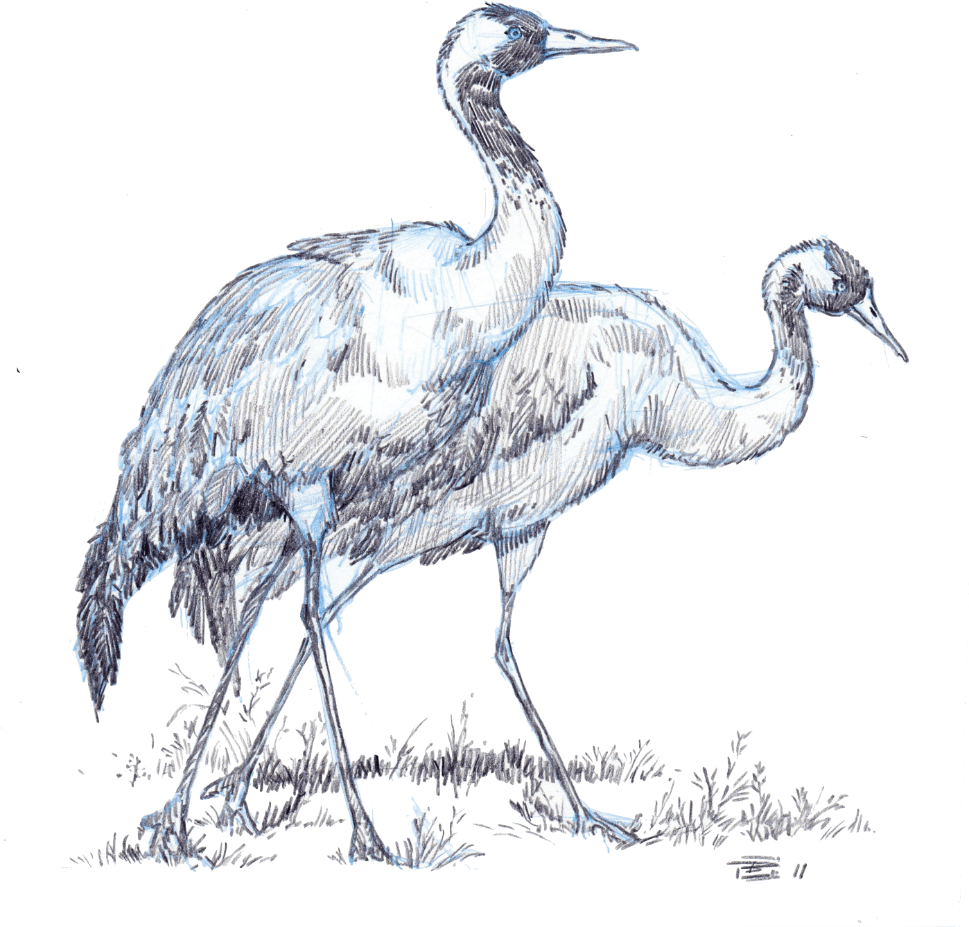 These North American Birds Enjoy Breeding In Fresh - Crane Transparent PNG - 1400x1498 - Free Download on - Transparent PNG Free Download | PNGio