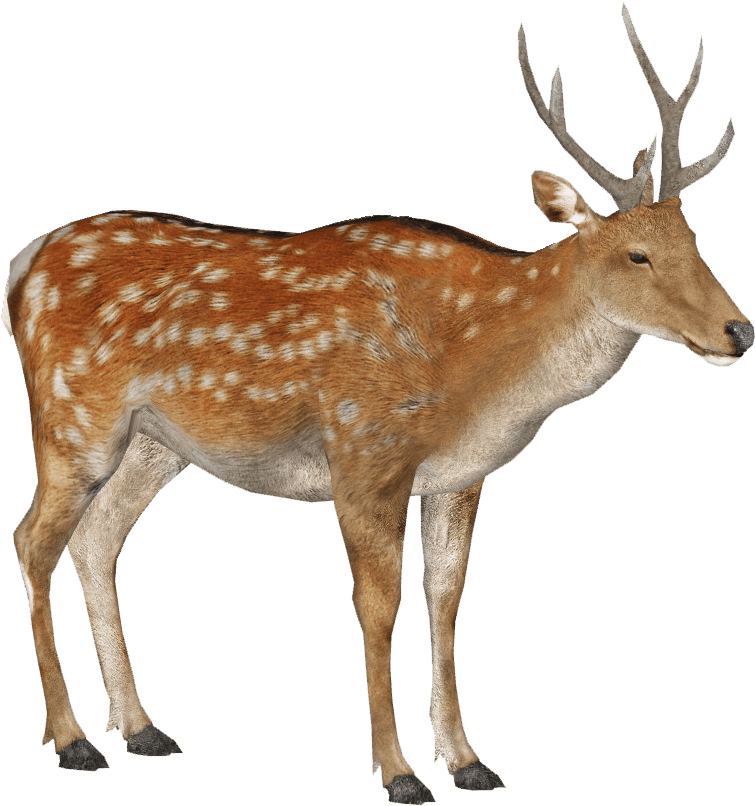 Sika Deer Male Summer 3 - Male Sika Deer Transparent PNG - 829x886 - Free Download on - Transparent PNG Free Download | PNGio