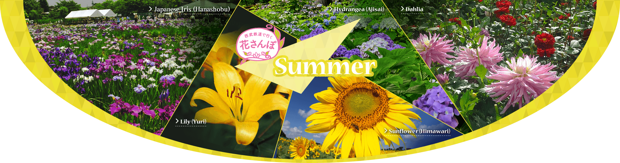 Summer Flowers - Sunflower Transparent PNG - 2000x528 - Free Download on - Transparent PNG Free Download | PNGio