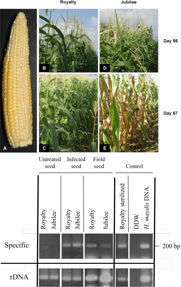 Royalty And Jubilee) In A Kibbutz Hulata, Israel Maize - Cash Crop Transparent PNG - 633x1001 - Free Download on - Transparent PNG Free Download | PNGio