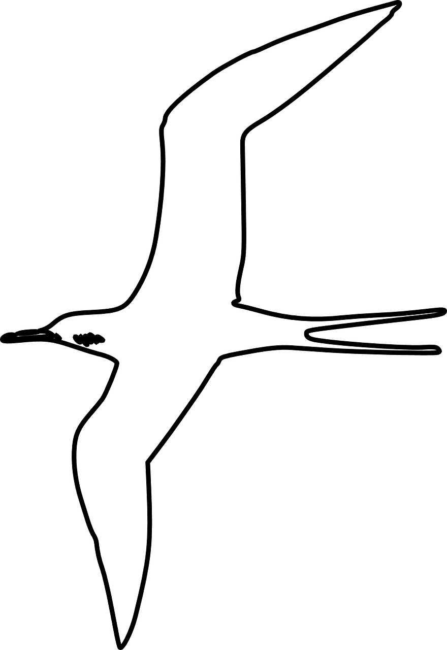 Seabird Transparent PNG - 880x1280 - Free Download on - Transparent PNG Free Download | PNGio