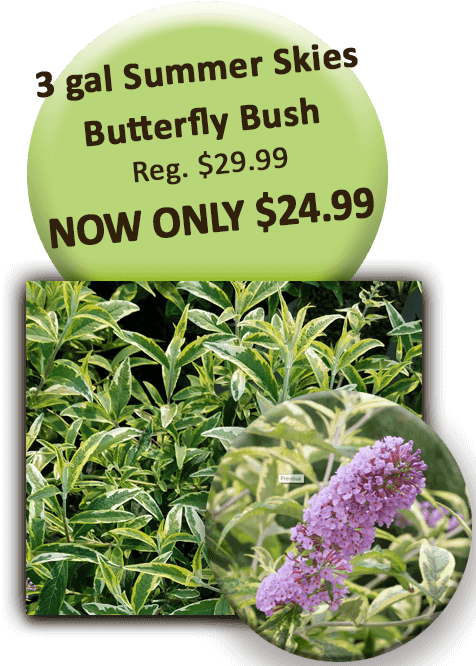 3 Gal Summer Skies Butterfly Bush - Special K Transparent PNG - 504x720 - Free Download on - Transparent PNG Free Download | PNGio
