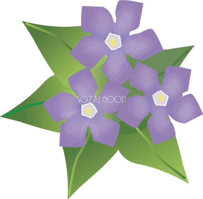 つるにちにちそうの花無料イラスト 冬~春2月~5月63545 - Winter - Free Transparent PNG Clipart Images Download. - Transparent PNG Free Download | PNGio