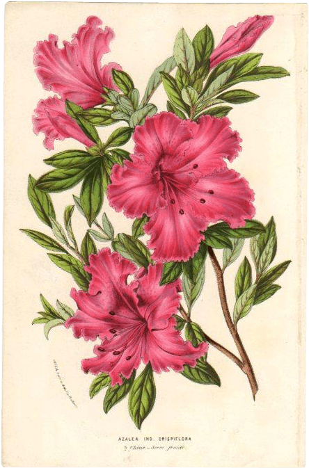 1854 Azalea Botanical Print By Van Houtte - Warm Winter Garden Slim Iphone 6 Case - Free Transparent PNG Clipart Images Download. - Transparent PNG Free Download | PNGio