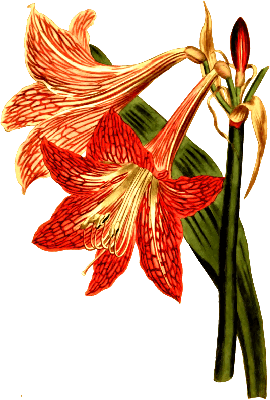 Medium Image - Modern Vintage Winter Ga Square Car Magnet 3" X 3" - Free Transparent PNG Clipart Images Download. - Transparent PNG Free Download | PNGio