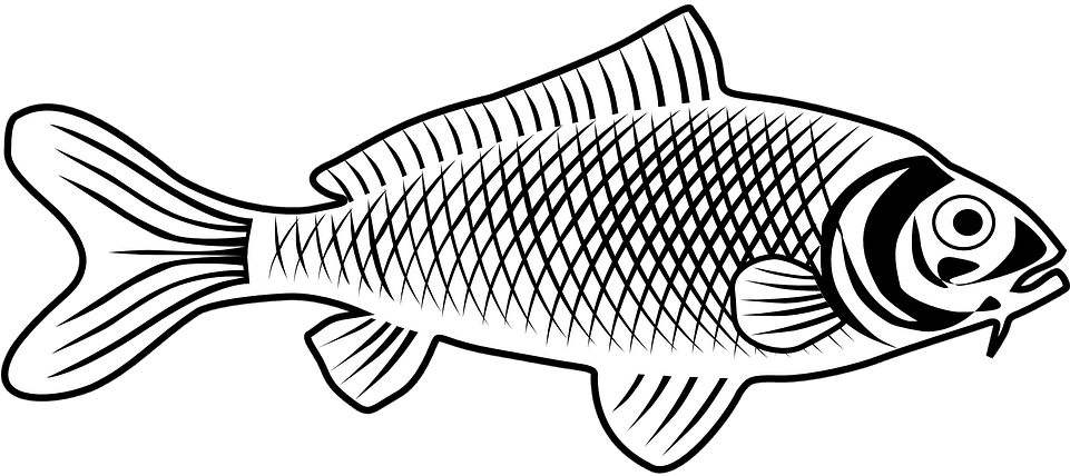 Winter Cliparts Fish 28, Buy Clip Art - Line Art Fish - Free Transparent PNG Clipart Images Download. - Transparent PNG Free Download | PNGio